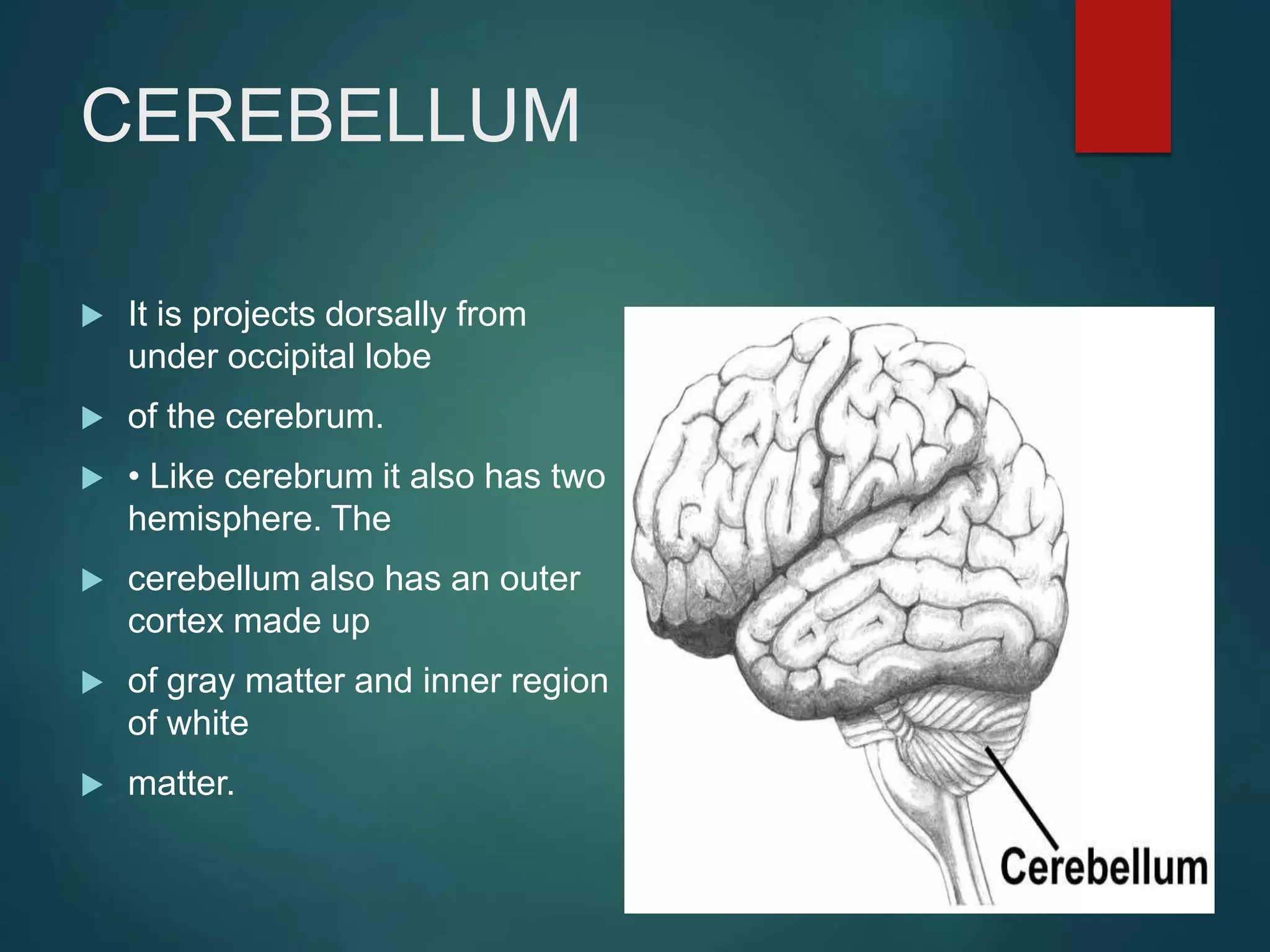 CEREBELLUM
 It is projects dorsally from
under occipital lobe
 of the cerebrum.
 • Like cerebrum it also has two
hemisphere. The
 cerebellum also has an outer
cortex made up
 of gray matter and inner region
of white
 matter.
 