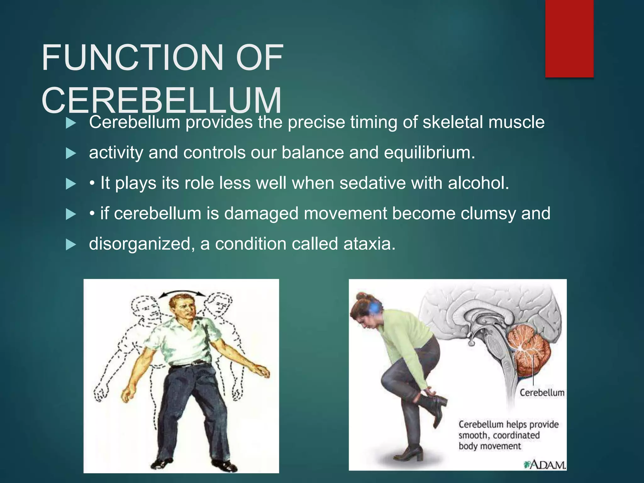 FUNCTION OF
CEREBELLUM Cerebellum provides the precise timing of skeletal muscle
 activity and controls our balance and equilibrium.
 • It plays its role less well when sedative with alcohol.
 • if cerebellum is damaged movement become clumsy and
 disorganized, a condition called ataxia.
 