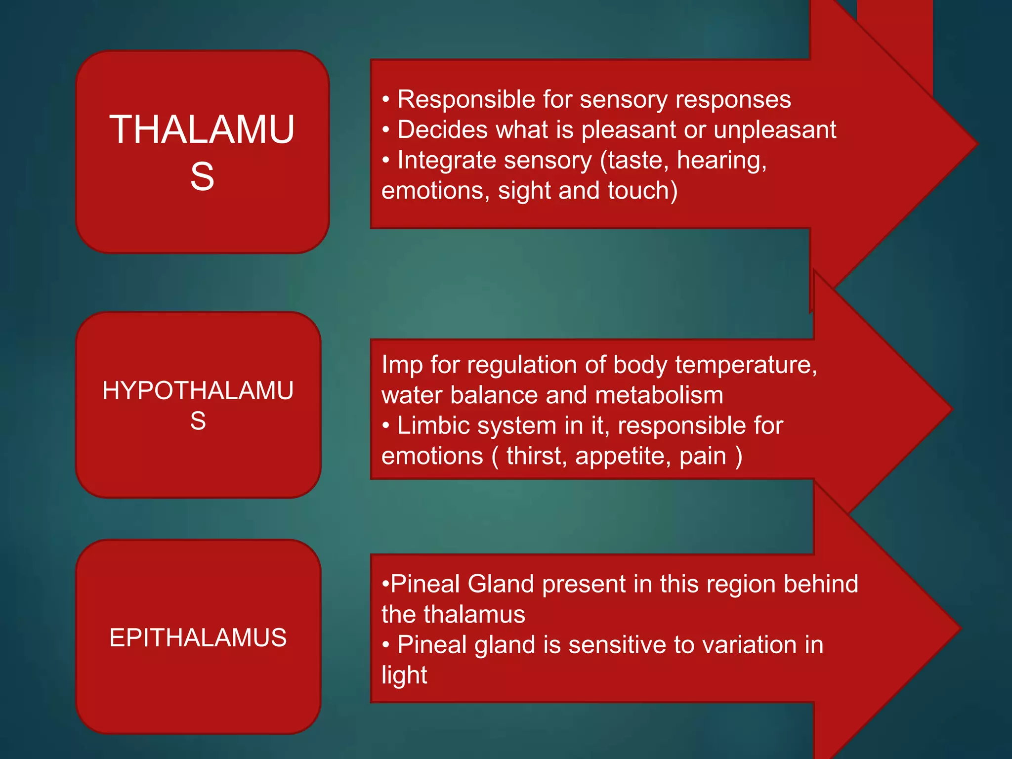 THALAMU
S
HYPOTHALAMU
S
EPITHALAMUS
• Responsible for sensory responses
• Decides what is pleasant or unpleasant
• Integrate sensory (taste, hearing,
emotions, sight and touch)
Imp for regulation of body temperature,
water balance and metabolism
• Limbic system in it, responsible for
emotions ( thirst, appetite, pain )
•Pineal Gland present in this region behind
the thalamus
• Pineal gland is sensitive to variation in
light
 