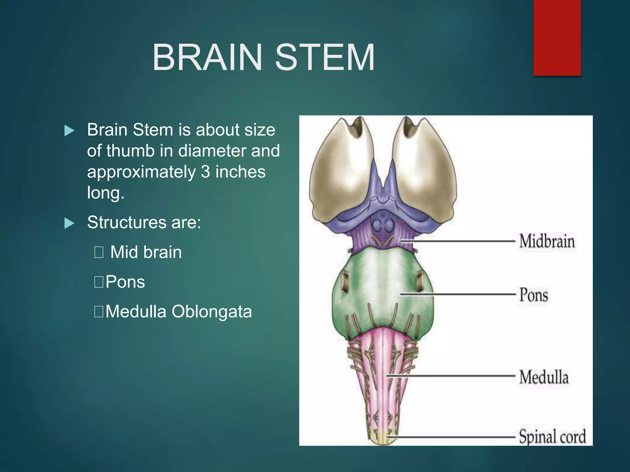 BRAIN STEM
 Brain Stem is about size
of thumb in diameter and
approximately 3 inches
long.
 Structures are:
Mid brain
Pons
Medulla Oblongata
 