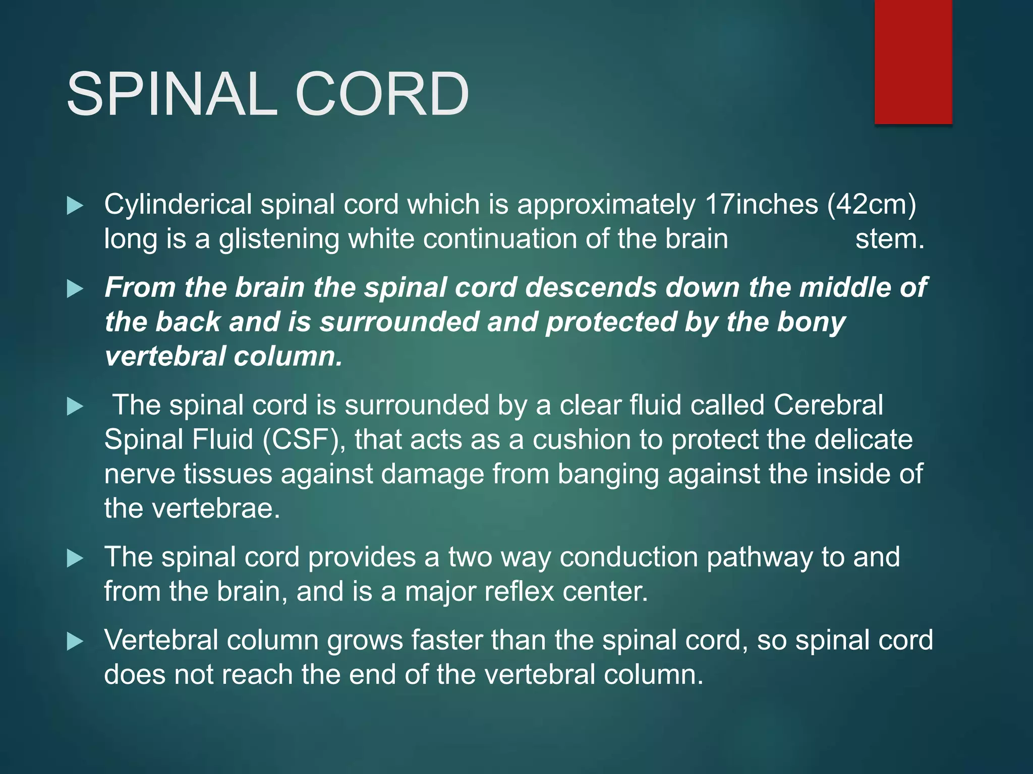 SPINAL CORD
 Cylinderical spinal cord which is approximately 17inches (42cm)
long is a glistening white continuation of the brain stem.
 From the brain the spinal cord descends down the middle of
the back and is surrounded and protected by the bony
vertebral column.
 The spinal cord is surrounded by a clear fluid called Cerebral
Spinal Fluid (CSF), that acts as a cushion to protect the delicate
nerve tissues against damage from banging against the inside of
the vertebrae.
 The spinal cord provides a two way conduction pathway to and
from the brain, and is a major reflex center.
 Vertebral column grows faster than the spinal cord, so spinal cord
does not reach the end of the vertebral column.
 