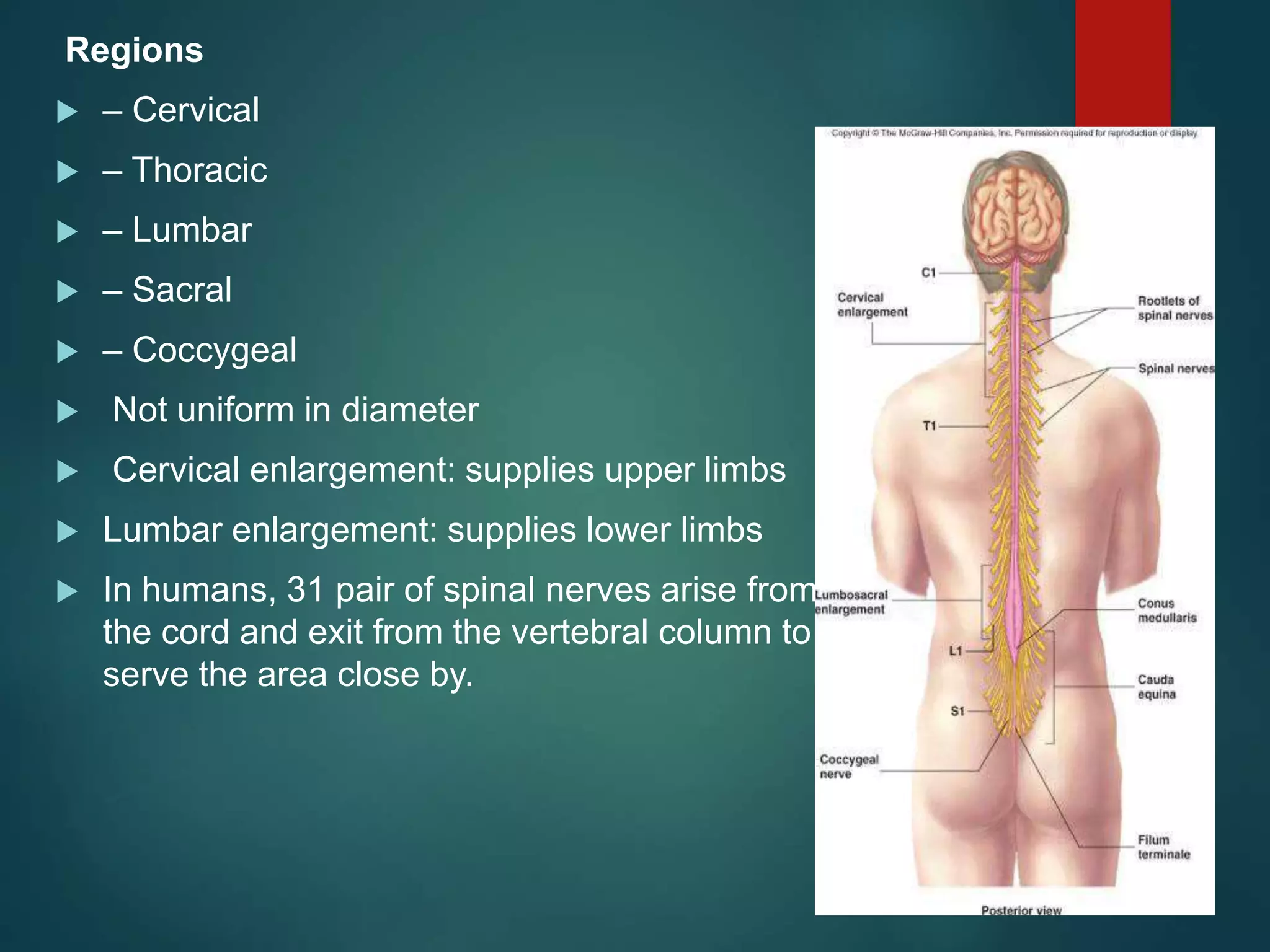 Regions
 – Cervical
 – Thoracic
 – Lumbar
 – Sacral
 – Coccygeal
 Not uniform in diameter
 Cervical enlargement: supplies upper limbs
 Lumbar enlargement: supplies lower limbs
 In humans, 31 pair of spinal nerves arise from
the cord and exit from the vertebral column to
serve the area close by.
 