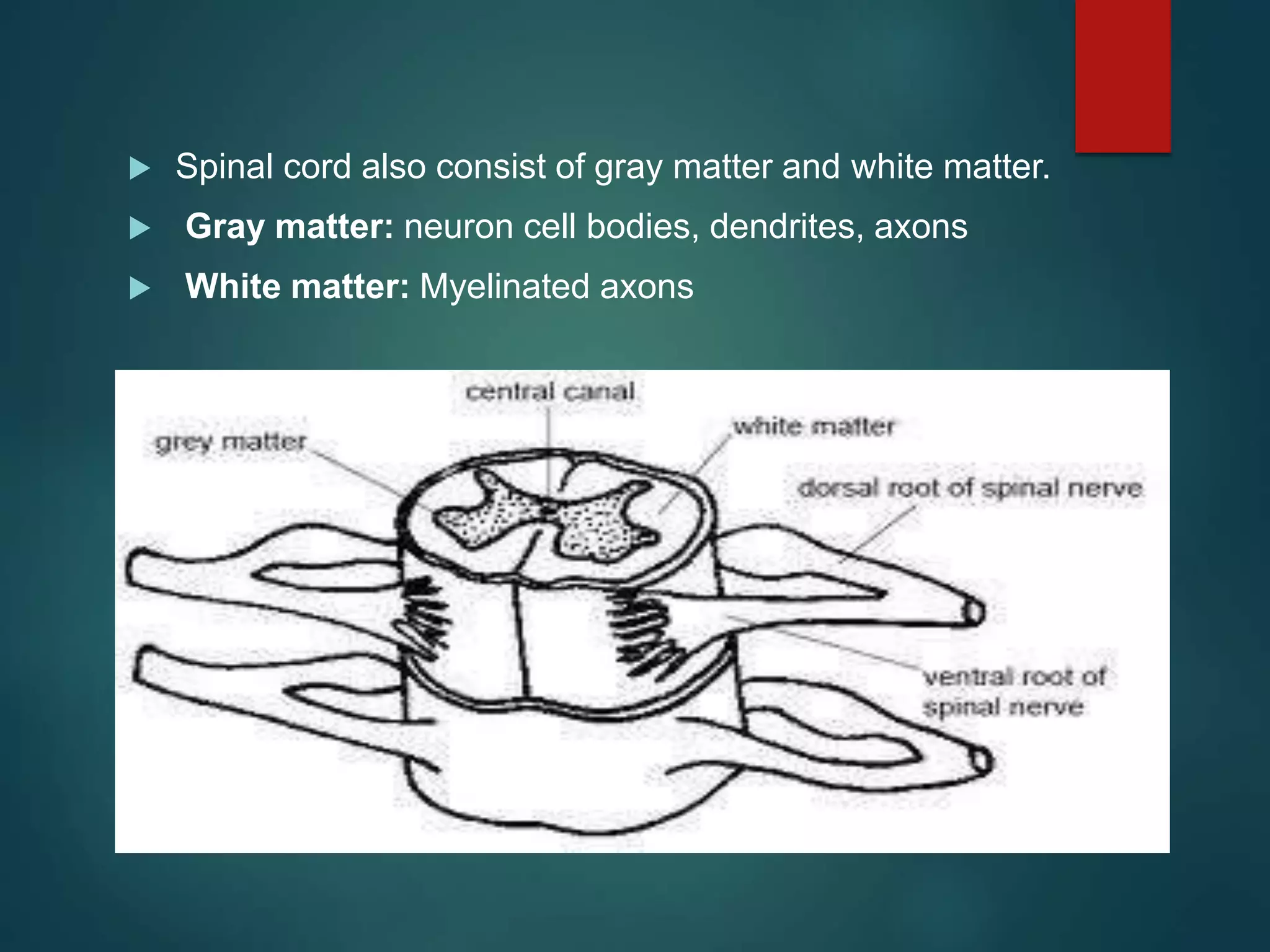  Spinal cord also consist of gray matter and white matter.
 Gray matter: neuron cell bodies, dendrites, axons
 White matter: Myelinated axons
 