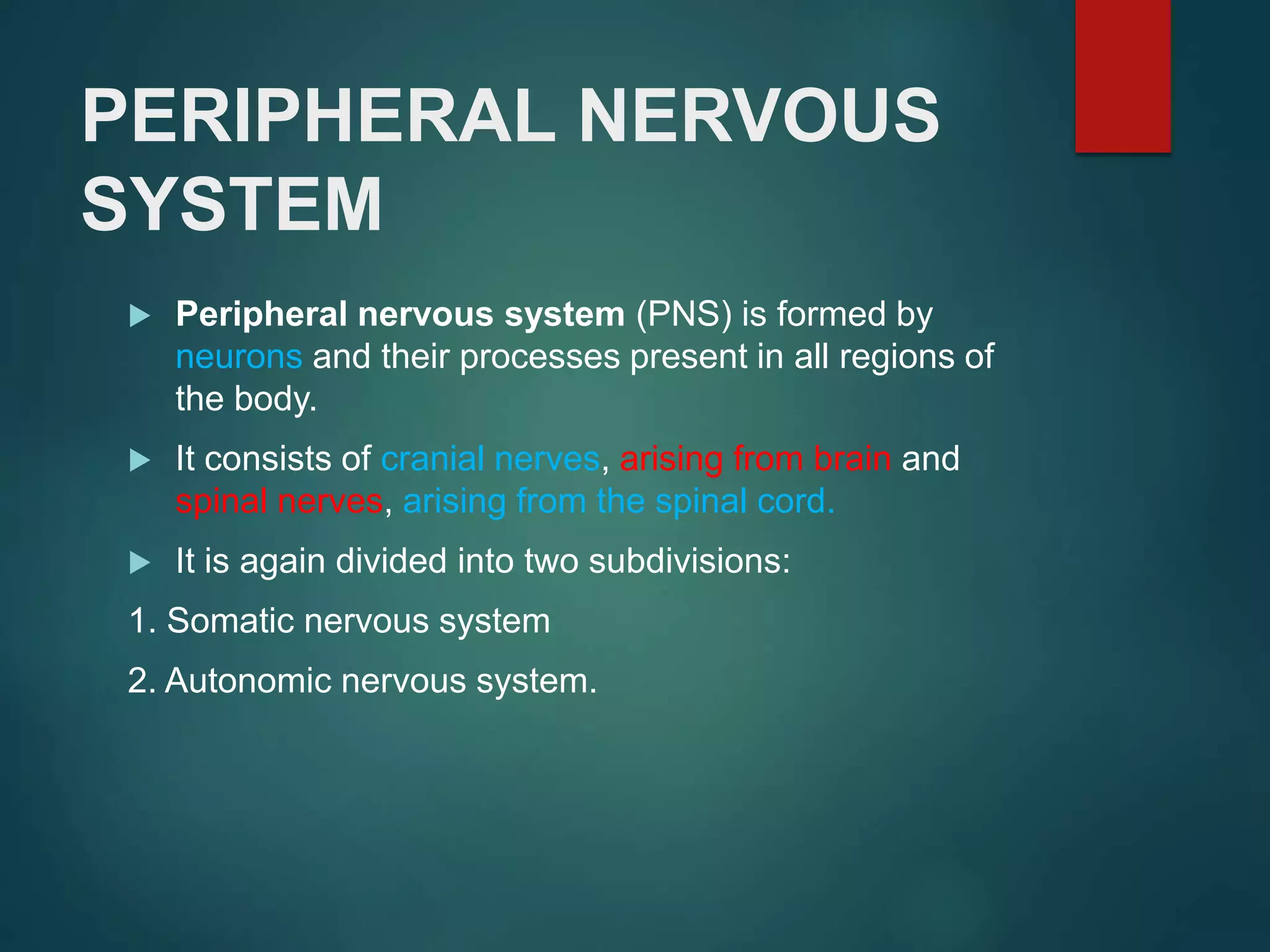 PERIPHERAL NERVOUS
SYSTEM
 Peripheral nervous system (PNS) is formed by
neurons and their processes present in all regions of
the body.
 It consists of cranial nerves, arising from brain and
spinal nerves, arising from the spinal cord.
 It is again divided into two subdivisions:
1. Somatic nervous system
2. Autonomic nervous system.
 