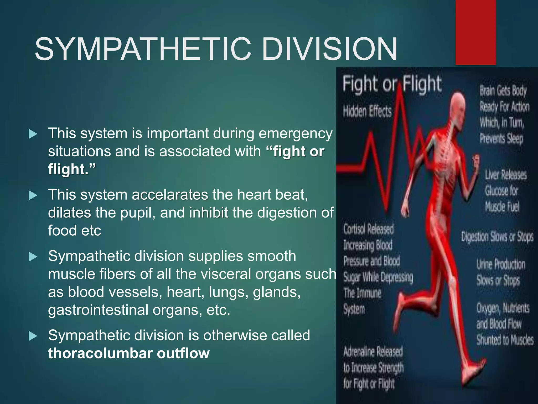 SYMPATHETIC DIVISION
 This system is important during emergency
situations and is associated with “fight or
flight.”
 This system accelarates the heart beat,
dilates the pupil, and inhibit the digestion of
food etc
 Sympathetic division supplies smooth
muscle fibers of all the visceral organs such
as blood vessels, heart, lungs, glands,
gastrointestinal organs, etc.
 Sympathetic division is otherwise called
thoracolumbar outflow
 
