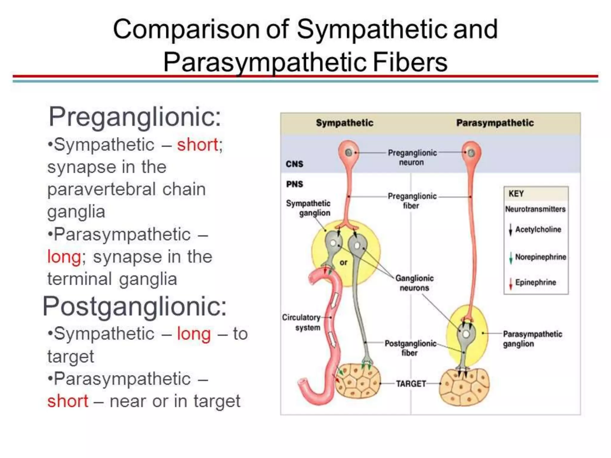 Nervous system central nervous system peripheral nervous system
