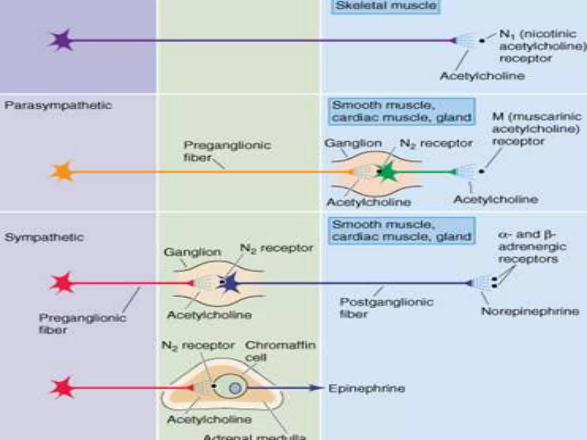Nervous system central nervous system peripheral nervous system