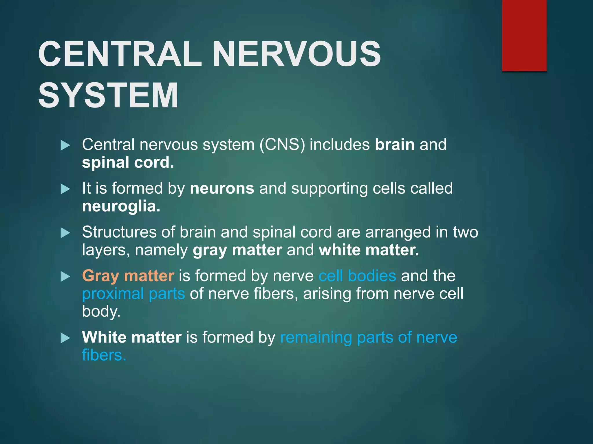 CENTRAL NERVOUS
SYSTEM
 Central nervous system (CNS) includes brain and
spinal cord.
 It is formed by neurons and supporting cells called
neuroglia.
 Structures of brain and spinal cord are arranged in two
layers, namely gray matter and white matter.
 Gray matter is formed by nerve cell bodies and the
proximal parts of nerve fibers, arising from nerve cell
body.
 White matter is formed by remaining parts of nerve
fibers.
 