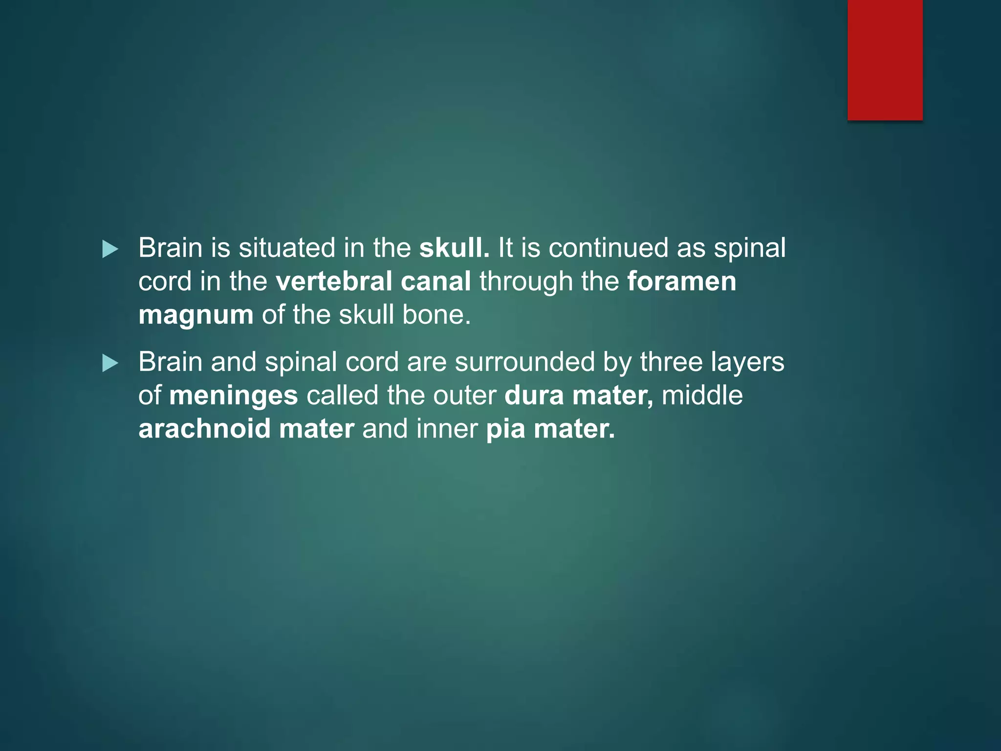  Brain is situated in the skull. It is continued as spinal
cord in the vertebral canal through the foramen
magnum of the skull bone.
 Brain and spinal cord are surrounded by three layers
of meninges called the outer dura mater, middle
arachnoid mater and inner pia mater.
 