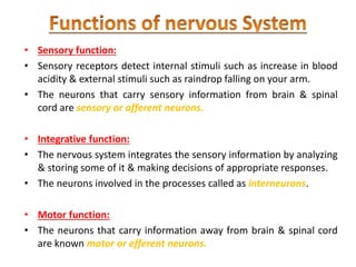 • Sensory function:
• Sensory receptors detect internal stimuli such as increase in blood
acidity & external stimuli such as raindrop falling on your arm.
• The neurons that carry sensory information from brain & spinal
cord are sensory or afferent neurons.
• Integrative function:
• The nervous system integrates the sensory information by analyzing
& storing some of it & making decisions of appropriate responses.
• The neurons involved in the processes called as interneurons.
• Motor function:
• The neurons that carry information away from brain & spinal cord
are known motor or efferent neurons.
 