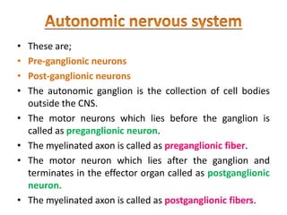 • These are;
• Pre-ganglionic neurons
• Post-ganglionic neurons
• The autonomic ganglion is the collection of cell bodies
outside the CNS.
• The motor neurons which lies before the ganglion is
called as preganglionic neuron.
• The myelinated axon is called as preganglionic fiber.
• The motor neuron which lies after the ganglion and
terminates in the effector organ called as postganglionic
neuron.
• The myelinated axon is called as postganglionic fibers.
 