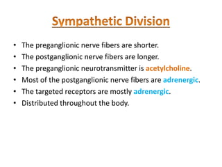 • The preganglionic nerve fibers are shorter.
• The postganglionic nerve fibers are longer.
• The preganglionic neurotransmitter is acetylcholine.
• Most of the postganglionic nerve fibers are adrenergic.
• The targeted receptors are mostly adrenergic.
• Distributed throughout the body.
 