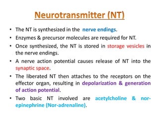 • The NT is synthesized in the nerve endings.
• Enzymes & precursor molecules are required for NT.
• Once synthesized, the NT is stored in storage vesicles in
the nerve endings.
• A nerve action potential causes release of NT into the
synaptic space.
• The liberated NT then attaches to the receptors on the
effector organ, resulting in depolarization & generation
of action potential.
• Two basic NT involved are acetylcholine & nor-
epinephrine (Nor-adrenaline).
 