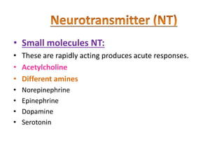 • Small molecules NT:
• These are rapidly acting produces acute responses.
• Acetylcholine
• Different amines
• Norepinephrine
• Epinephrine
• Dopamine
• Serotonin
 
