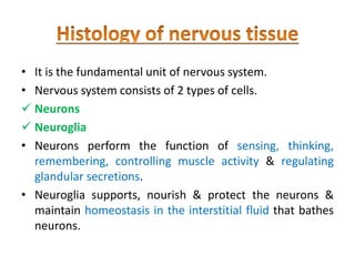 • It is the fundamental unit of nervous system.
• Nervous system consists of 2 types of cells.
 Neurons
 Neuroglia
• Neurons perform the function of sensing, thinking,
remembering, controlling muscle activity & regulating
glandular secretions.
• Neuroglia supports, nourish & protect the neurons &
maintain homeostasis in the interstitial fluid that bathes
neurons.
 