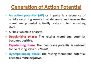 • An action potential (AP) or impulse is a sequence of
rapidly occurring events that decrease and reverse the
membrane potential & finally restore it to the resting
state.
• AP has two main phases:
• Depolarizing phase: The resting membrane potential
becomes positive.
• Repolarizing phase: The membrane potential is restored
to the resting state of -70 mV.
• Hyperpolarizing phase: The resting membrane potential
becomes more negative.
 