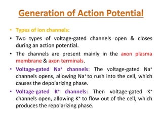• Types of ion channels:
• Two types of voltage-gated channels open & closes
during an action potential.
• The channels are present mainly in the axon plasma
membrane & axon terminals.
• Voltage-gated Na+ channels: The voltage-gated Na+
channels opens, allowing Na+ to rush into the cell, which
causes the depolarizing phase.
• Voltage-gated K+ channels: Then voltage-gated K+
channels open, allowing K+ to flow out of the cell, which
produces the repolarizing phase.
 
