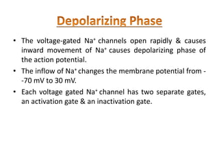 • The voltage-gated Na+ channels open rapidly & causes
inward movement of Na+ causes depolarizing phase of
the action potential.
• The inflow of Na+ changes the membrane potential from -
-70 mV to 30 mV.
• Each voltage gated Na+ channel has two separate gates,
an activation gate & an inactivation gate.
 