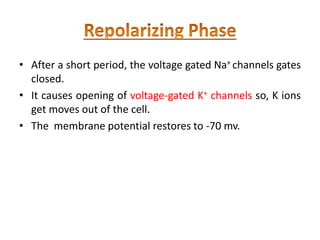 • After a short period, the voltage gated Na+ channels gates
closed.
• It causes opening of voltage-gated K+ channels so, K ions
get moves out of the cell.
• The membrane potential restores to -70 mv.
 
