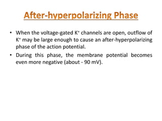 • When the voltage-gated K+ channels are open, outflow of
K+ may be large enough to cause an after-hyperpolarizing
phase of the action potential.
• During this phase, the membrane potential becomes
even more negative (about - 90 mV).
 