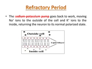 • The sodium-potassium pump goes back to work, moving
Na+ ions to the outside of the cell and K+ ions to the
inside, returning the neuron to its normal polarized state.
 