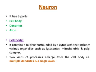 • It has 3 parts
• Cell body
• Dendrites
• Axon
• Cell body:
• It contains a nucleus surrounded by a cytoplasm that includes
various organelles such as lysosomes, mitochondria & golgi
complex.
• Two kinds of processes emerge from the cell body i.e.
multiple dendrites & a single axon.
 