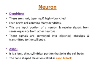 • Dendrites:
• These are short, tapering & highly branched.
• Each nerve cell contains many dendrites.
• This are input portion of a neuron & receive signals from
sense organs or from other neurons.
• These signals are converted into electrical impulses &
transmitted to the cell body.
• Axon:
• It is a long, thin, cylindrical portion that joins the cell body.
• The cone shaped elevation called as axon hillock.
 