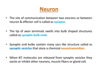 • The site of communication between two neurons or between
neuron & effector cell is called as synapse.
• The tip of axon terminals swells into bulb shaped structures
called as synaptic bulb ends.
• Synaptic end bulbs contain many sacs like structure called as
synaptic vesicles that store a chemical neurotransmitter.
• When NT molecules are released from synaptic vesicles they
excite or inhibit other neurons, muscle fibers or gland cell.
 