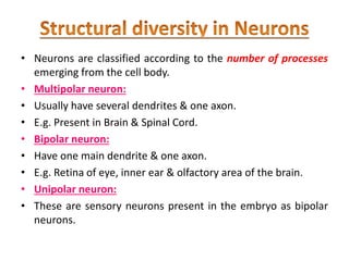 • Neurons are classified according to the number of processes
emerging from the cell body.
• Multipolar neuron:
• Usually have several dendrites & one axon.
• E.g. Present in Brain & Spinal Cord.
• Bipolar neuron:
• Have one main dendrite & one axon.
• E.g. Retina of eye, inner ear & olfactory area of the brain.
• Unipolar neuron:
• These are sensory neurons present in the embryo as bipolar
neurons.
 