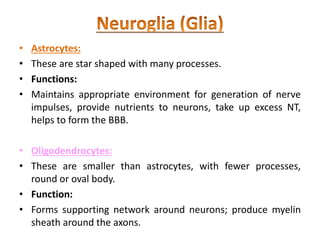 • Astrocytes:
• These are star shaped with many processes.
• Functions:
• Maintains appropriate environment for generation of nerve
impulses, provide nutrients to neurons, take up excess NT,
helps to form the BBB.
• Oligodendrocytes:
• These are smaller than astrocytes, with fewer processes,
round or oval body.
• Function:
• Forms supporting network around neurons; produce myelin
sheath around the axons.
 