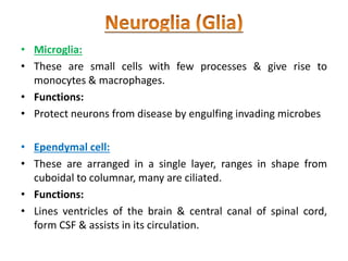 • Microglia:
• These are small cells with few processes & give rise to
monocytes & macrophages.
• Functions:
• Protect neurons from disease by engulfing invading microbes
• Ependymal cell:
• These are arranged in a single layer, ranges in shape from
cuboidal to columnar, many are ciliated.
• Functions:
• Lines ventricles of the brain & central canal of spinal cord,
form CSF & assists in its circulation.
 