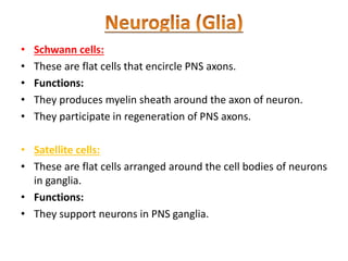 • Schwann cells:
• These are flat cells that encircle PNS axons.
• Functions:
• They produces myelin sheath around the axon of neuron.
• They participate in regeneration of PNS axons.
• Satellite cells:
• These are flat cells arranged around the cell bodies of neurons
in ganglia.
• Functions:
• They support neurons in PNS ganglia.
 