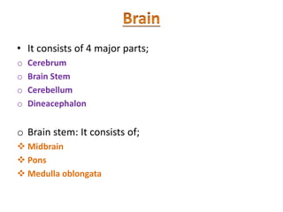 • It consists of 4 major parts;
o Cerebrum
o Brain Stem
o Cerebellum
o Dineacephalon
o Brain stem: It consists of;
 Midbrain
 Pons
 Medulla oblongata
 