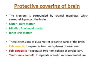 • The cranium is surrounded by cranial meninges which
surround & protect the brain.
• Outer : Dura matter
• Middle : Arachnoid matter
• Inner : Pia matter
• These extensions of dura matter separate parts of the brain.
• Falx cerebri: It separates two hemispheres of cerebrum.
• Falx cerebelli: It separates two hemisphere of cerebellum.
• Tentorium cerebelli: It separates cerebrum from cerebellum.
 