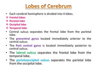 • Each cerebral hemisphere is divided into 4 lobes.
 Frontal lobes
 Parietal lobe
 Occipital lobe
 Temporal lobe
• Central sulcus separates the frontal lobe from the parietal
lobe.
• The precentral gyrus located immediately anterior to the
central sulcus.
• The Post central gyrus is located immediately posterior to
central sulcus.
• The lateral sulcus separates the frontal lobe from the
temporal lobe.
• The parietooccipital sulcus separates the parietal lobe
from the occipital lobe.
 