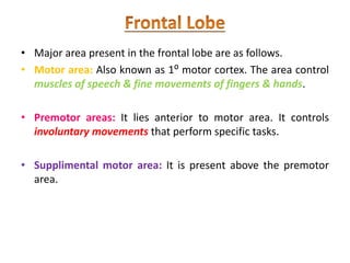 • Major area present in the frontal lobe are as follows.
• Motor area: Also known as 1⁰ motor cortex. The area control
muscles of speech & fine movements of fingers & hands.
• Premotor areas: It lies anterior to motor area. It controls
involuntary movements that perform specific tasks.
• Supplimental motor area: It is present above the premotor
area.
 