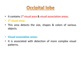 • It contains 1⁰ visual area & visual association areas.
• 1⁰ visual area:
• This area detects the size, shapes & colors of various
objects.
• Visual association areas:
• It is associated with detection of more complex visual
patterns.
 