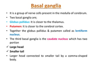 • It is a group of nerve cells present in the medulla of cerebrum.
• Two basal ganglia are;
• Globus pallidus: It is closer to the thalamus.
• Putamen: It is closer to the cerebral cortex.
• Together the globus pallidus & putamen called as lentiform
nucleus.
• The third basal ganglia is the caudate nucleus which has two
portion
 Large head
 Smaller tail
• Larger head connected to smaller tail by a comma-shaped
body.
 