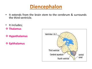 • It extends from the brain stem to the cerebrum & surrounds
the third ventricle.
• It includes;
 Thalamus
 Hypothalamus
 Epithalamus
 