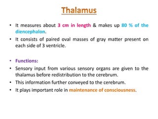 • It measures about 3 cm in length & makes up 80 % of the
diencephalon.
• It consists of paired oval masses of gray matter present on
each side of 3 ventricle.
• Functions:
• Sensory input from various sensory organs are given to the
thalamus before redistribution to the cerebrum.
• This information further conveyed to the cerebrum.
• It plays important role in maintenance of consciousness.
 
