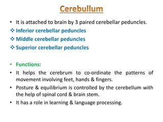 • It is attached to brain by 3 paired cerebellar peduncles.
Inferior cerebellar peduncles
Middle cerebellar peduncles
Superior cerebellar peduncles
• Functions:
• It helps the cerebrum to co-ordinate the patterns of
movement involving feet, hands & fingers.
• Posture & equilibrium is controlled by the cerebellum with
the help of spinal cord & brain stem.
• It has a role in learning & language processing.
 
