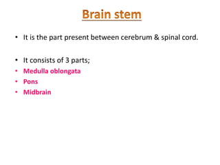 • It is the part present between cerebrum & spinal cord.
• It consists of 3 parts;
• Medulla oblongata
• Pons
• Midbrain
 