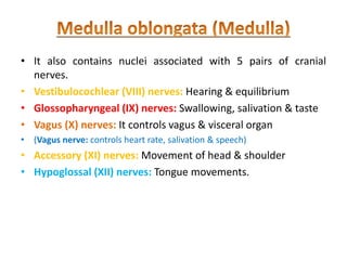 • It also contains nuclei associated with 5 pairs of cranial
nerves.
• Vestibulocochlear (VIII) nerves: Hearing & equilibrium
• Glossopharyngeal (IX) nerves: Swallowing, salivation & taste
• Vagus (X) nerves: It controls vagus & visceral organ
• (Vagus nerve: controls heart rate, salivation & speech)
• Accessory (XI) nerves: Movement of head & shoulder
• Hypoglossal (XII) nerves: Tongue movements.
 