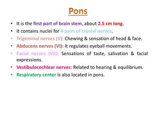 • It is the first part of brain stem, about 2.5 cm long.
• It contains nuclei for 4 pairs of cranial nerves.
• Trigeminal nerves (V): Chewing & sensation of head & face.
• Abducens nerves (VI): It regulates eyeball movements.
• Facial nerves (VII): Sensations of taste, salivation & facial
expressions.
• Vestibulocochlear nerves: Related to hearing & equilibrium.
• Respiratory center is also located in pons.
 