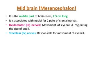 • It is the middle part of brain stem, 2.5 cm long.
• It is associated with nuclei for 2 pairs of cranial nerves.
• Oculomotor (III) nerves: Movement of eyeball & regulating
the size of pupil.
• Trochlear (IV) nerves: Responsible for movement of eyeball.
 