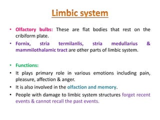 • Olfactory bulbs: These are flat bodies that rest on the
cribiform plate.
• Fornix, stria termilanlis, stria medullarius &
mammilothalamic tract are other parts of limbic system.
• Functions:
• It plays primary role in various emotions including pain,
pleasure, affection & anger.
• It is also involved in the olfaction and memory.
• People with damage to limbic system structures forget recent
events & cannot recall the past events.
 