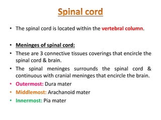 • The spinal cord is located within the vertebral column.
• Meninges of spinal cord:
• These are 3 connective tissues coverings that encircle the
spinal cord & brain.
• The spinal meninges surrounds the spinal cord &
continuous with cranial meninges that encircle the brain.
• Outermost: Dura mater
• Middlemost: Arachanoid mater
• Innermost: Pia mater
 