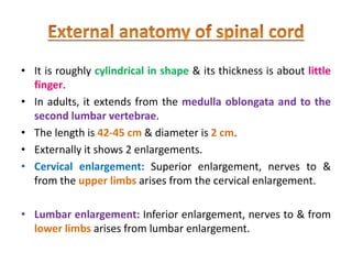 • It is roughly cylindrical in shape & its thickness is about little
finger.
• In adults, it extends from the medulla oblongata and to the
second lumbar vertebrae.
• The length is 42-45 cm & diameter is 2 cm.
• Externally it shows 2 enlargements.
• Cervical enlargement: Superior enlargement, nerves to &
from the upper limbs arises from the cervical enlargement.
• Lumbar enlargement: Inferior enlargement, nerves to & from
lower limbs arises from lumbar enlargement.
 