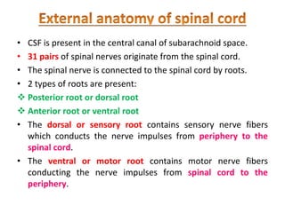 • CSF is present in the central canal of subarachnoid space.
• 31 pairs of spinal nerves originate from the spinal cord.
• The spinal nerve is connected to the spinal cord by roots.
• 2 types of roots are present:
 Posterior root or dorsal root
 Anterior root or ventral root
• The dorsal or sensory root contains sensory nerve fibers
which conducts the nerve impulses from periphery to the
spinal cord.
• The ventral or motor root contains motor nerve fibers
conducting the nerve impulses from spinal cord to the
periphery.
 