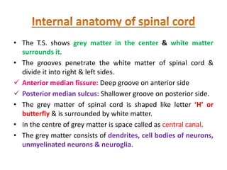 • The T.S. shows grey matter in the center & white matter
surrounds it.
• The grooves penetrate the white matter of spinal cord &
divide it into right & left sides.
 Anterior median fissure: Deep groove on anterior side
 Posterior median sulcus: Shallower groove on posterior side.
• The grey matter of spinal cord is shaped like letter ‘H’ or
butterfly & is surrounded by white matter.
• In the centre of grey matter is space called as central canal.
• The grey matter consists of dendrites, cell bodies of neurons,
unmyelinated neurons & neuroglia.
 